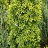 If commun Fastigiata David - Taxus baccata Fastigiata David 50/60cm Pot 11L