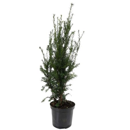 If à baies - Taxus baccata 60cm en Pot