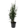 If à baies - Taxus baccata 60cm en Pot