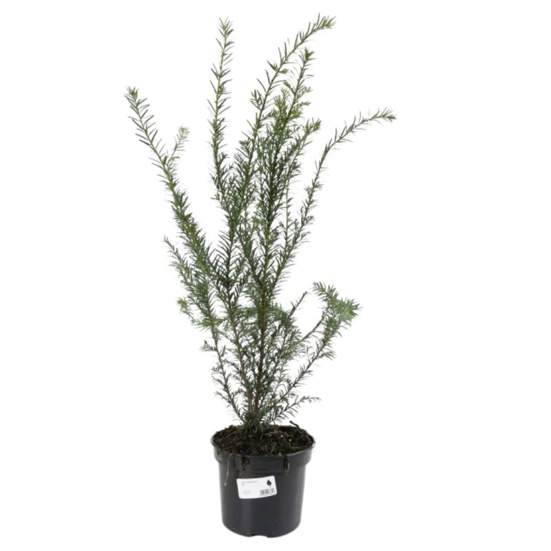 If à baies - Taxus baccata 40cm en Pot
