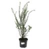 If à baies - Taxus baccata 40cm en Pot