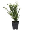 If à baies - Taxus baccata 20 cm Godet 9cm en 20 cm Godet