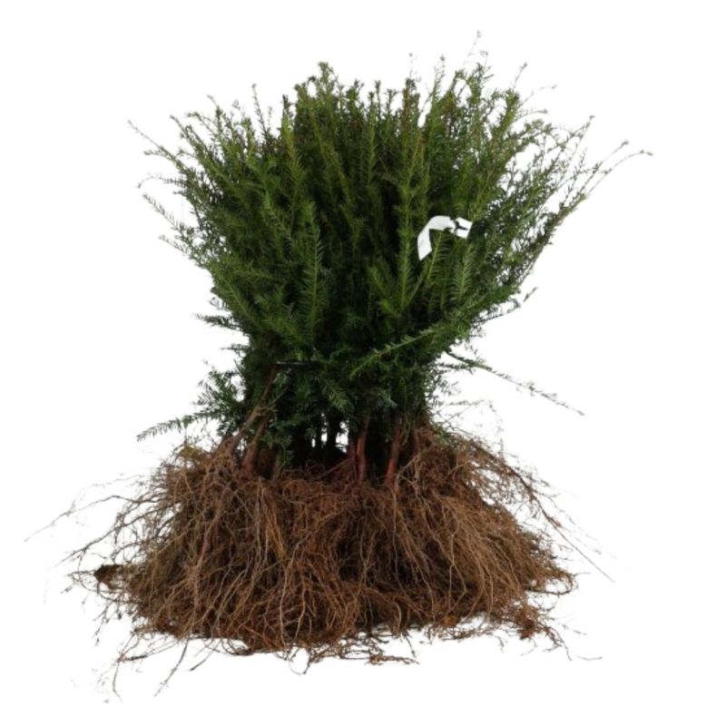 If commun - Taxus baccata 30cm Racines nues