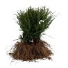 If commun - Taxus baccata 30cm Racines nues