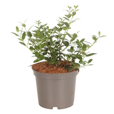 Osmanthe de Burkwood - Osmanthus xburkwoodii 25/35cm