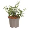 Osmanthe de Burkwood - Osmanthus xburkwoodii 25/35cm