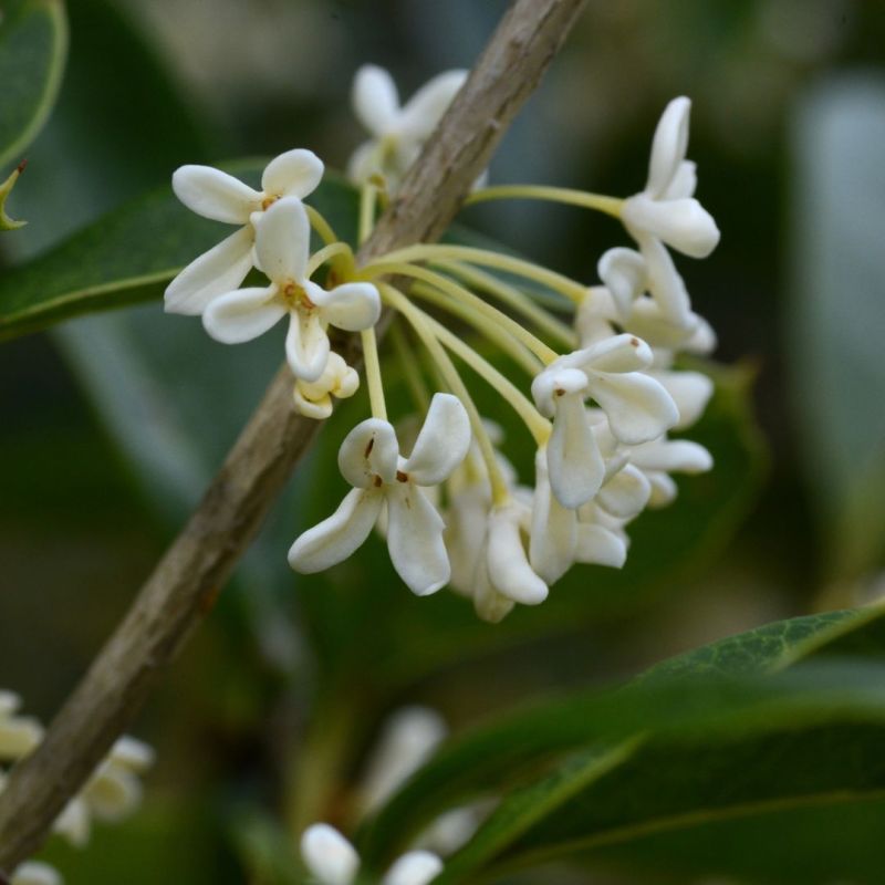 Osmanthe de Burkwood - Osmanthus xburkwoodii 25/35cm
