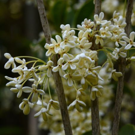 Osmanthe de burkwood - Osmanthus burkwoodii 40cm en Pot