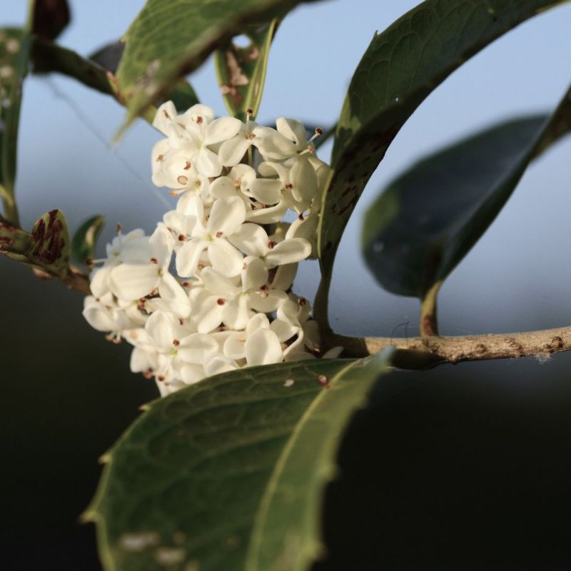 Osmanthe à feuilles de houx - Osmanthus heterophyllus en Motte 80/100cm