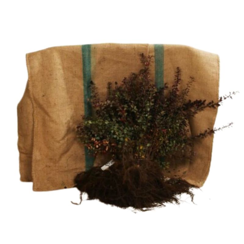 Épine-vinette pourpre - Berberis thunbergii Atropurpurea en Racines nues 30/40cm