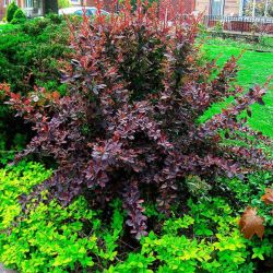 Épine-vinette pourpre - Berberis thunbergii Atropurpurea en Racines nues 30/40cm