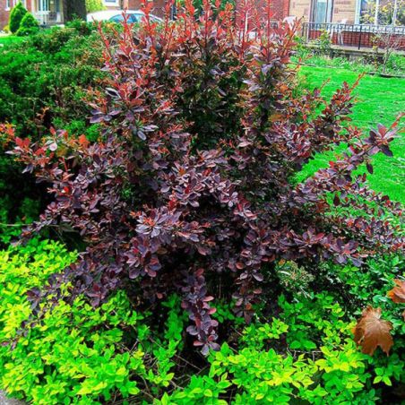 Épine-vinette pourpre - Berberis thunbergii Atropurpurea en Racines nues 30/40cm