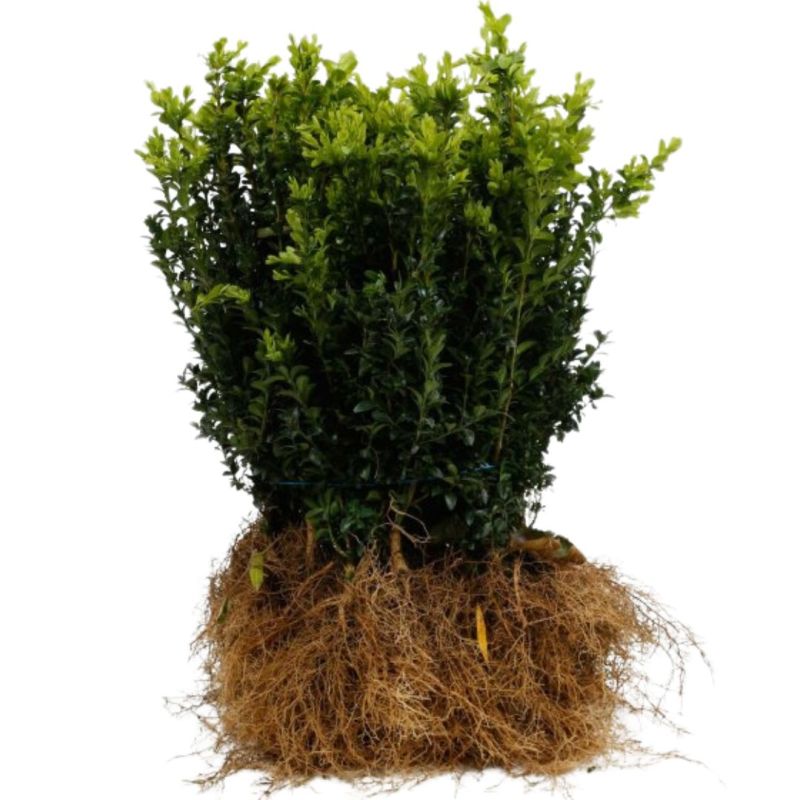 Buis commun - Buxus sempervirens en Racines nues 25/35cm