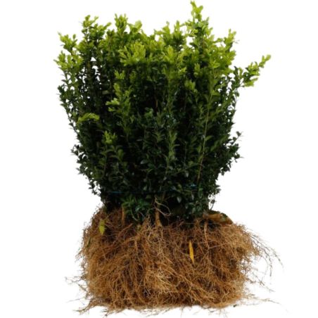 Buis commun - Buxus sempervirens en Racines nues 25/35cm