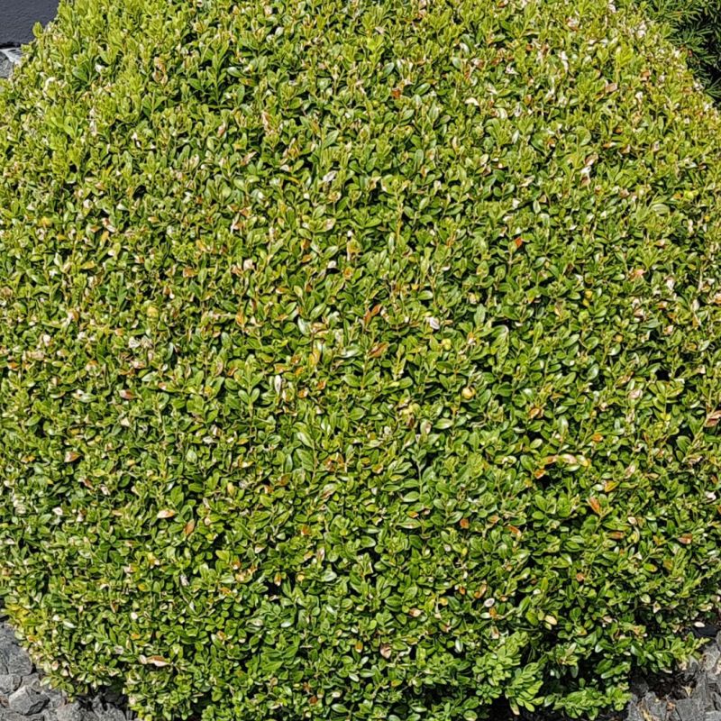 Buis commun - Buxus sempervirens en Racines nues 25/35cm