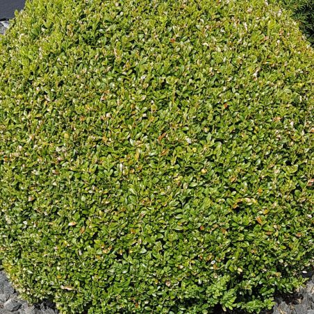Buis commun - Buxus sempervirens en Racines nues 25/35cm