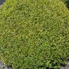 Buis commun - Buxus sempervirens en Racines nues 25/35cm