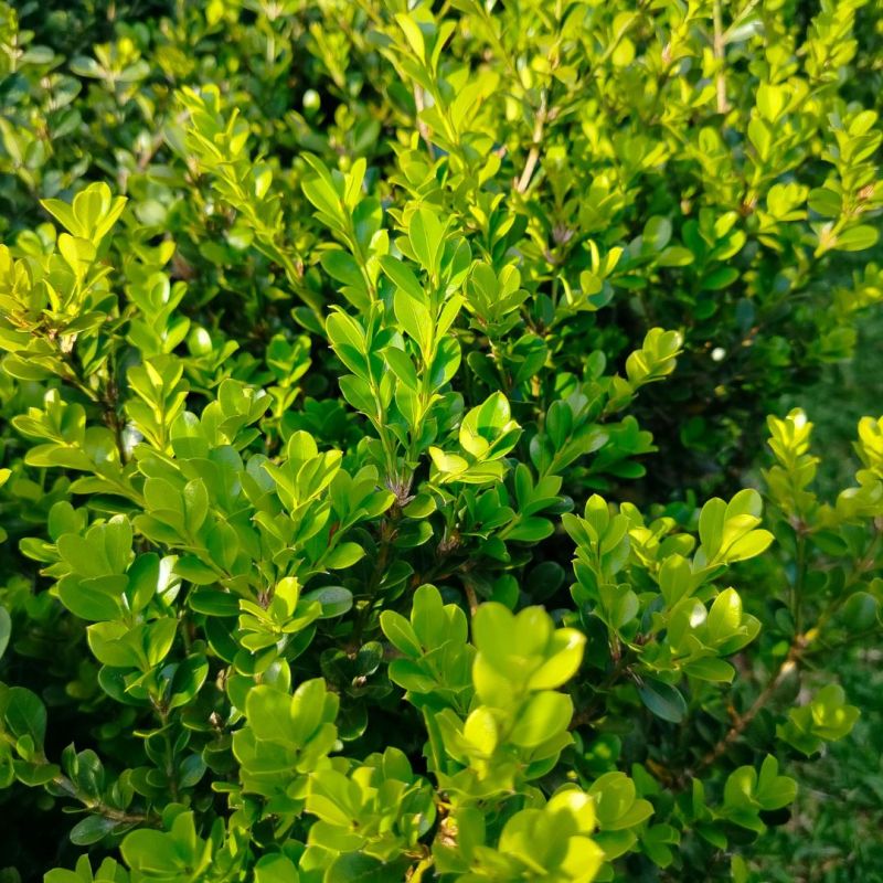 Buis commun - Buxus sempervirens en Racines nues 25/35cm