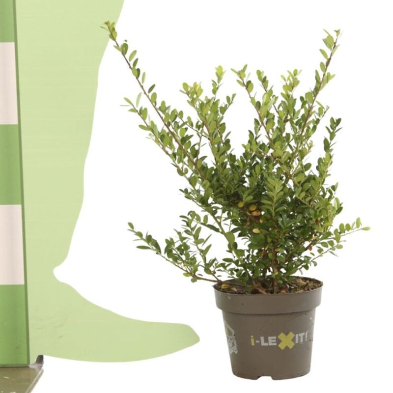 Houx crénelé Dark Green - Ilex crenata Dark Green en Pot 1L 20/40cm