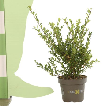 Houx crénelé Dark Green - Ilex crenata Dark Green en Pot 1L 20/40cm