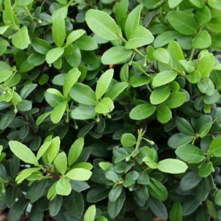 Houx crénelé Dark Green - Ilex crenata Dark Green en Pot 2L 20/40cm