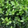 Houx crénelé Dark Green - Ilex crenata Dark Green en Pot 2L 20/40cm