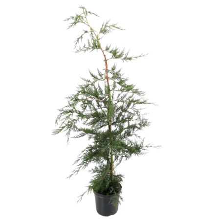 Cyprès de Leyland - Cupressocyparis leylandii en Pot 125/150cm