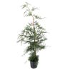 Cyprès de Leyland - Cupressocyparis leylandii en Pot 125/150cm
