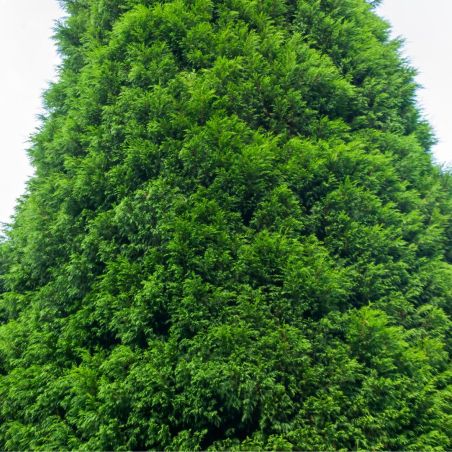 Cyprès de Leyland - Cupressocyparis leylandii en Pot 125/150cm