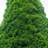 Cyprès de Leyland - Cupressocyparis leylandii en Pot 125/150cm