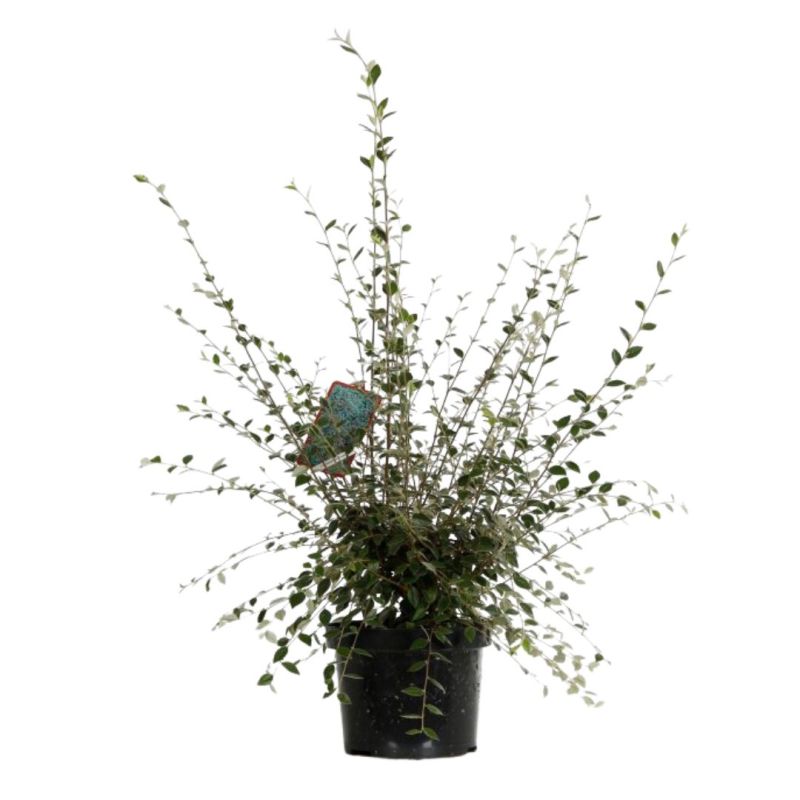 Cotonéaster de Franchet - Cotoneaster franchetii en Pot 7,5L 60/80cm