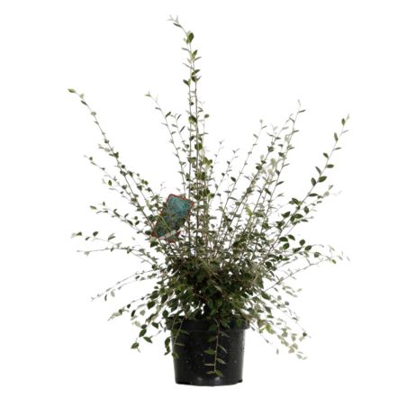 Cotonéaster de Franchet - Cotoneaster franchetii en Pot 7,5L 60/80cm