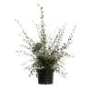Cotonéaster de Franchet - Cotoneaster franchetii en Pot 7,5L 60/80cm