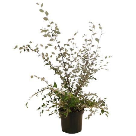Cotonéaster de Franchet - Cotoneaster franchetii en Pot 7,5L 60/80cm