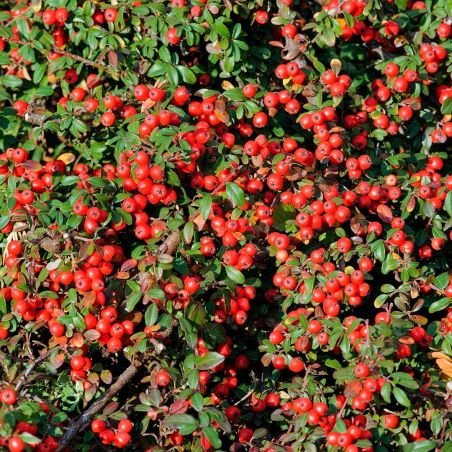 Cotonéaster de Franchet - Cotoneaster franchetii en Pot 7,5L 60/80cm