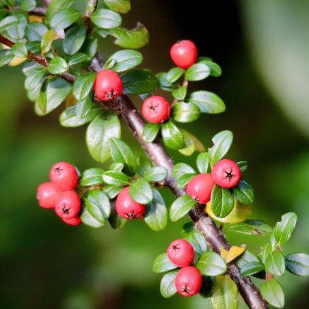 Cotonéaster de Franchet - Cotoneaster franchetii en Pot 7,5L 60/80cm