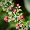 Cotonéaster de Franchet - Cotoneaster franchetii en Pot 7,5L 60/80cm