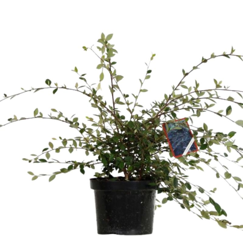Cotonéaster lacté - Cotoneaster lacteus en Pot 7,5L 40cm