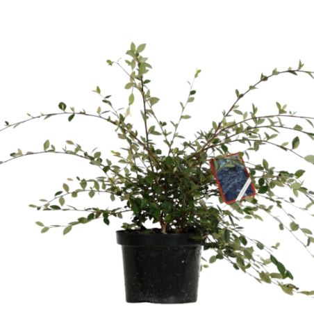 Cotonéaster lacté - Cotoneaster lacteus en Pot 7,5L 40cm