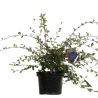 Cotonéaster lacté - Cotoneaster lacteus en Pot 7,5L 40cm