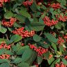 Cotonéaster lacté - Cotoneaster lacteus en Pot 7,5L 40cm