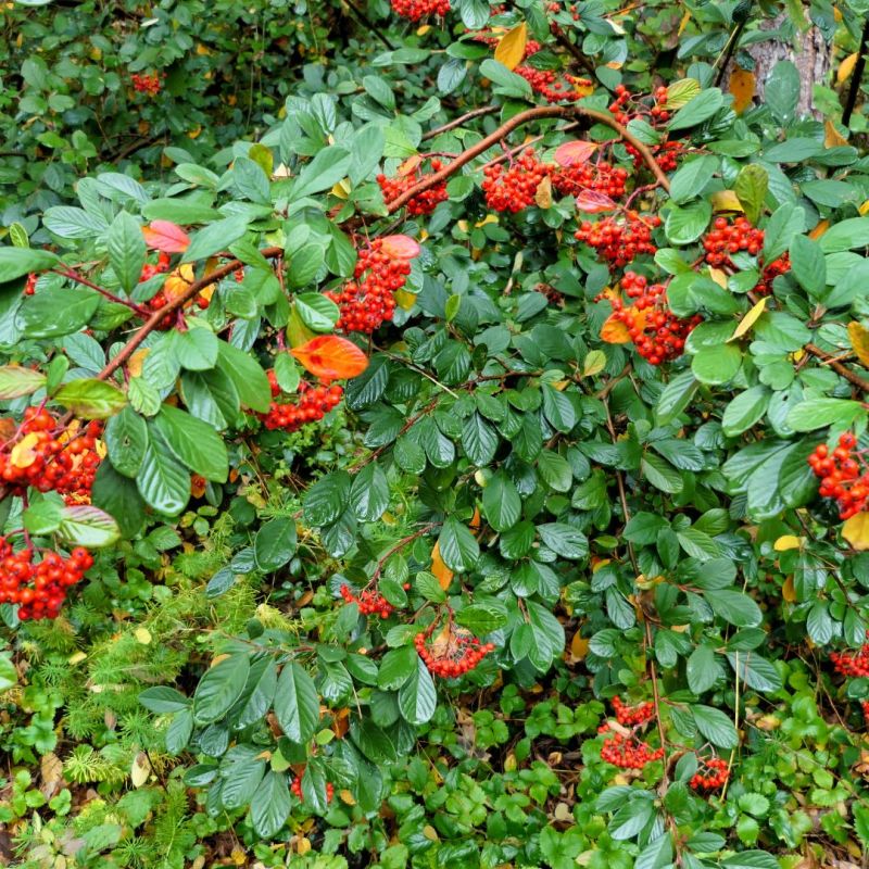 Cotonéaster lacté - Cotoneaster lacteus en Pot 7,5L 40cm