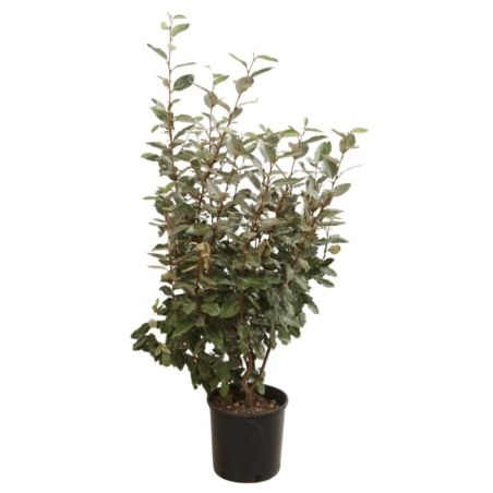 Chalef d’Ebbingei Compacta - Elaeagnus xebbingei Compacta en Pot 9L 100/120cm
