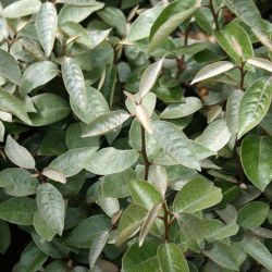 Chalef d’Ebbingei Compacta - Elaeagnus xebbingei Compacta en Pot 9L 100/120cm