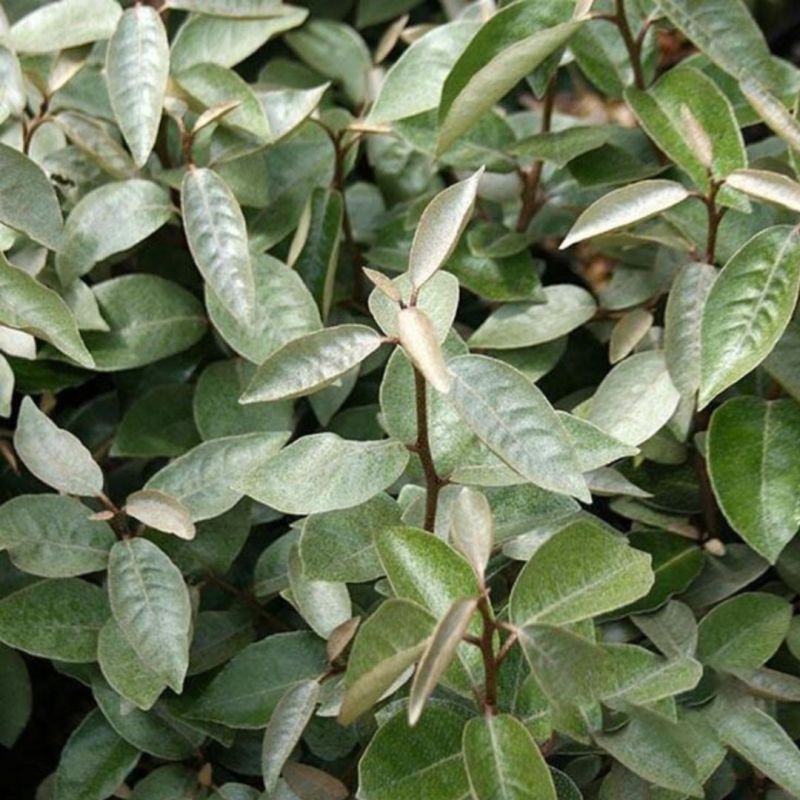 Chalef d’Ebbingei Compacta - Elaeagnus xebbingei Compacta en Pot 9L 100/120cm