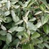 Chalef d’Ebbingei Compacta - Elaeagnus xebbingei Compacta en Pot 9L 100/120cm