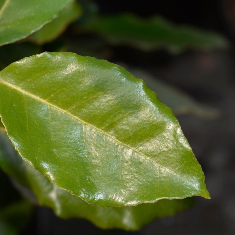 Chalef d’Ebbingei Compacta - Elaeagnus xebbingei Compacta en Pot 9L 100/120cm