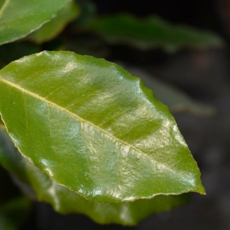 Chalef d’Ebbingei Compacta - Elaeagnus xebbingei Compacta en Pot 9L 100/120cm