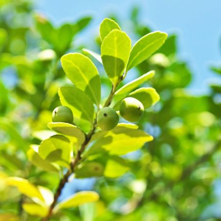 Houx crénelé Dark Green - Ilex crenata Dark Green en Pot 7,5L 80/100cm