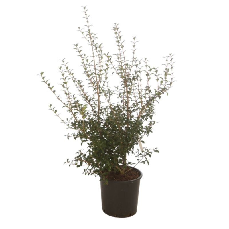 Osmanthe de Burkwood - Osmanthus xburkwoodii en Pot 15L 80/100cm